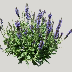 ͼʦģֲģȫ20221880