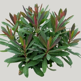 ͼʦģֲģȫ20221584