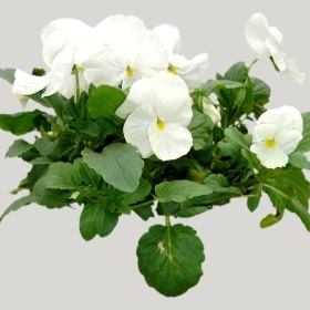 ͼʦģֲģȫ20222083