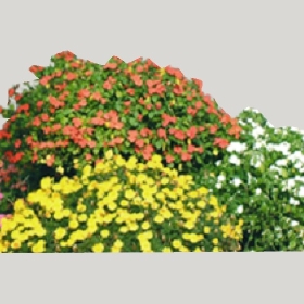 ͼʦģֲģȫ20222472