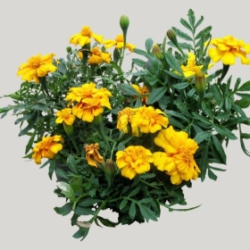 ͼʦģֲģȫ20221904