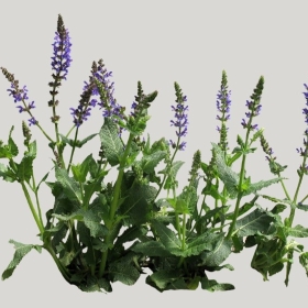 ͼʦģֲģȫ20221423