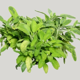 ͼʦģֲģȫ20221534