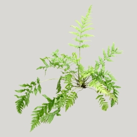 ͼʦģֲģȫ20221489