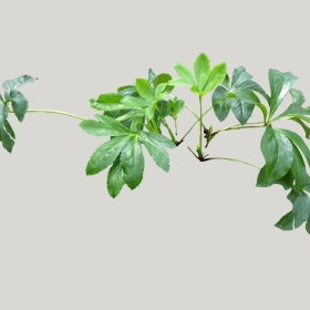 ͼʦģֲģȫ20221589