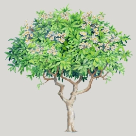 ͼʦģֲģȫ20222218