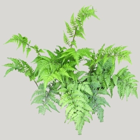 ͼʦģֲģȫ20221733