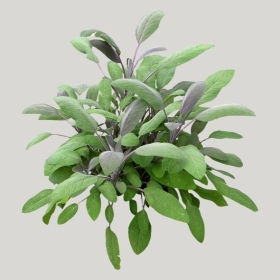 ͼʦģֲģȫ20222257