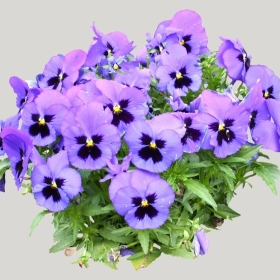 ͼʦģֲģȫ20222080