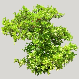 ͼʦģֲģȫ20221937