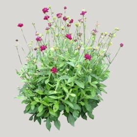 ͼʦģֲģȫ20221775