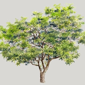 ͼʦģֲģȫ20222516