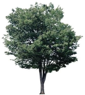720úLtree07