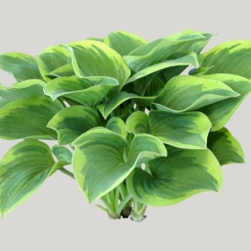 ͼʦģֲģȫ20221667