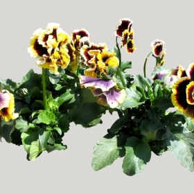 ͼʦģֲģȫ20222082