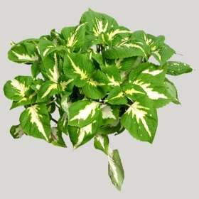 ͼʦģֲģȫ20221866