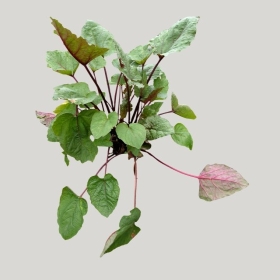 ͼʦģֲģȫ20222043