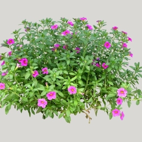 ͼʦģֲģȫ20221928