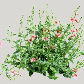 ͼʦģֲģȫ20221067