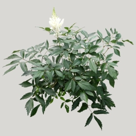 ͼʦģֲģȫ20221161