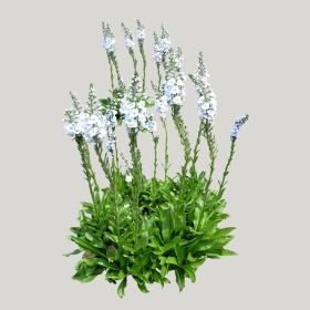 ͼʦģֲģȫ20221437