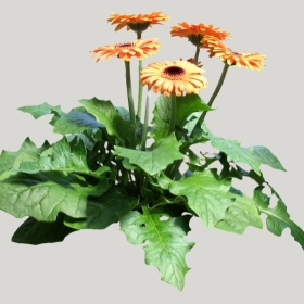 ͼʦģֲģȫ20221459