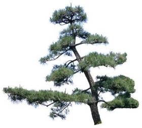 720úMtree26