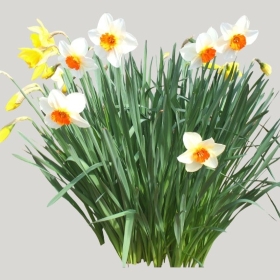 ͼʦģֲģȫ20221956