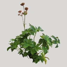 ͼʦģֲģȫ20221909