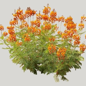 ͼʦģֲģȫ20222232