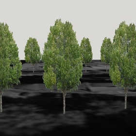 ͼʦģֲģȫ20222720