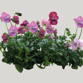 ͼʦģֲģȫ20222073