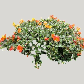 ͼʦģֲģȫ20222224