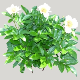 ͼʦģֲģȫ20222106