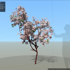 ӣľ Cherry_Tibetan_Sapling Cherry_Tibetan_Sapling
