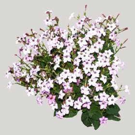 ͼʦģֲģȫ20221351