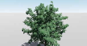 Lumion 加杨（学名：Populus × canadensis Moench）是杨柳科杨属植物