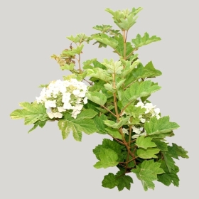 ͼʦģֲģȫ20222015