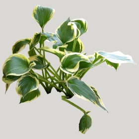 ͼʦģֲģȫ20221635