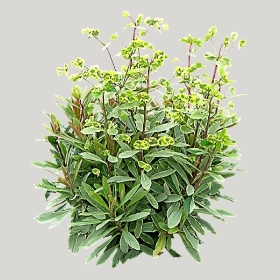 ͼʦģֲģȫ20221149