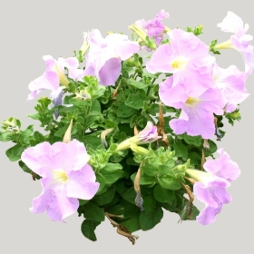 ͼʦģֲģȫ20222134