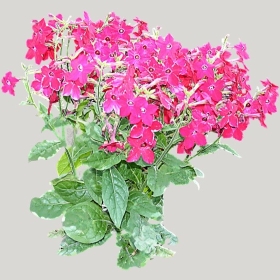 ͼʦģֲģȫ20221692