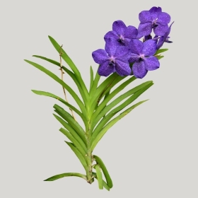 ͼʦģֲģȫ20222027