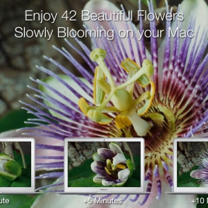 Magic Flowers for mac 1.0 – 壁纸和屏保 绿化版