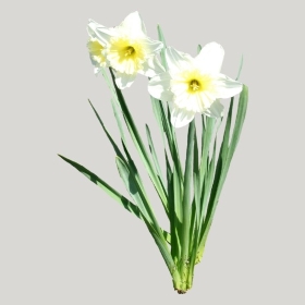 ͼʦģֲģȫ20221955