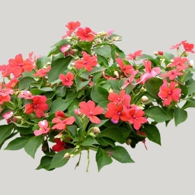 ͼʦģֲģȫ20221936