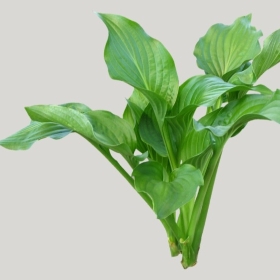 ͼʦģֲģȫ20221666