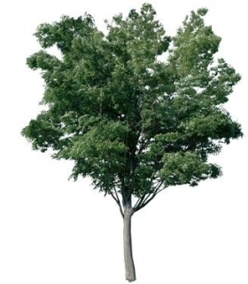 720úLtree08