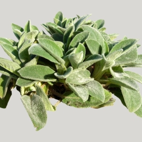 ͼʦģֲģȫ20221796