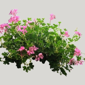 ͼʦģֲģȫ20221713